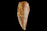 Serrated, Raptor Tooth - Real Dinosaur Tooth #127048-1